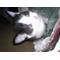 茨城猫ちゃん愛好家[D:F994]