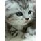 猫好きｶﾓｰﾝ