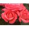 Coffret Aux Fleur
